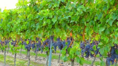 Уход за виноградом осенью. Пошаговое руководство по правильной подготовке винограда к зиме