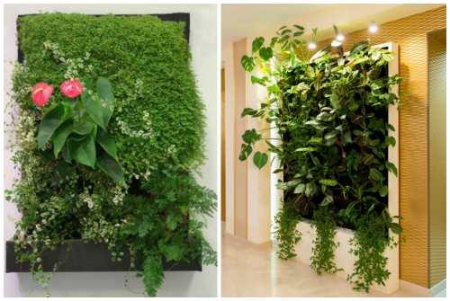 Фитостена искусственная. Фитостена и фитомодуль своими руками: особенности современного эко-дизайна