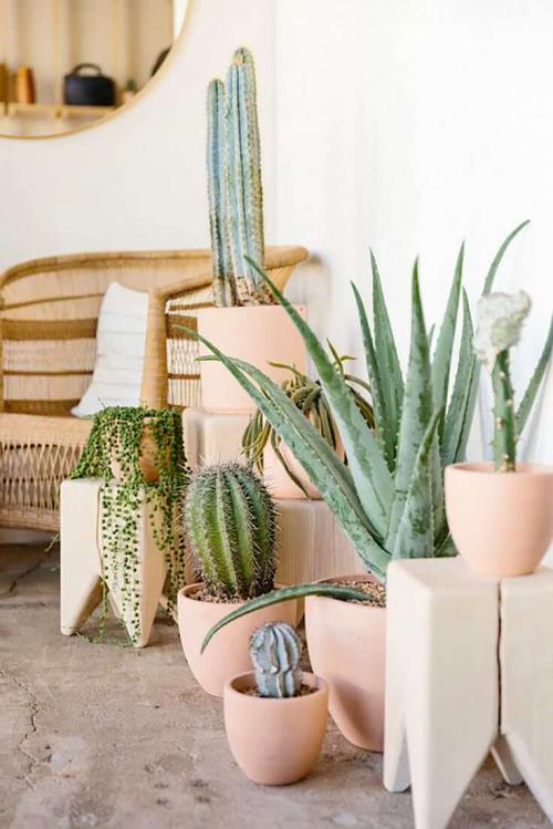 Оформление интерьера цветами в горшках на подоконниках. Оформление интерьера с помощью комнатных растений