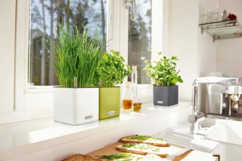 Оформление интерьера цветами в горшках на подоконниках. Оформление интерьера с помощью комнатных растений 10