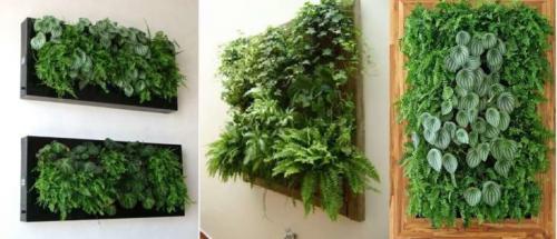 Фитостена в квартире. Как подбирать растения