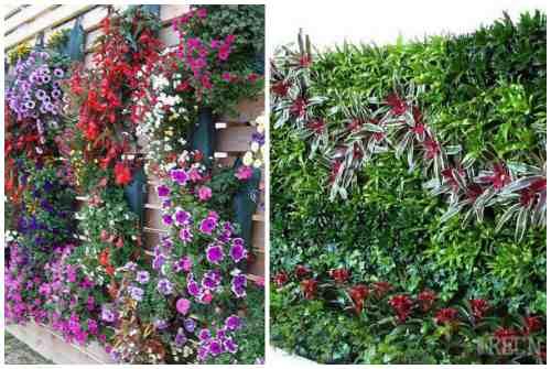 Фитостена искусственная. Фитостена и фитомодуль своими руками: особенности современного эко-дизайна