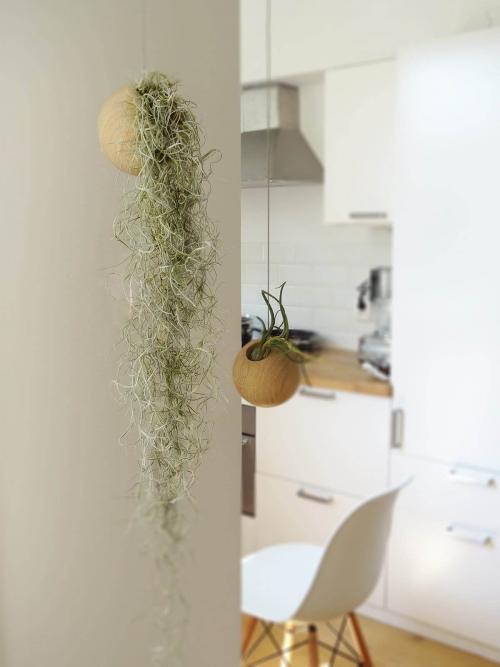 Оформление интерьера цветами в горшках на подоконниках. Оформление интерьера с помощью комнатных растений