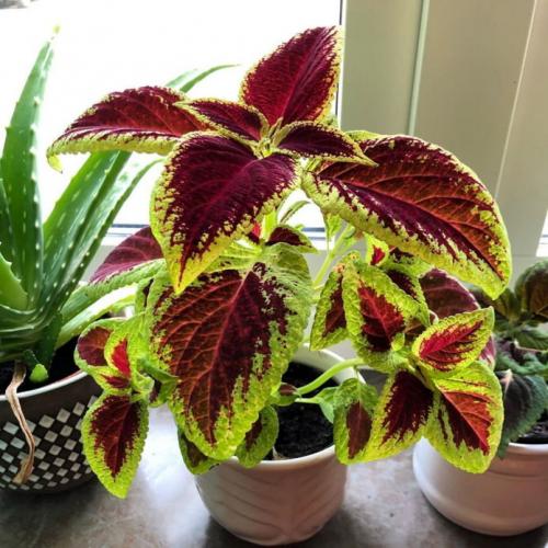 Красивая стена из цветов. Разновидности форм и размеров 04 Красивая стена из цветов. Разновидности форм и размеров 04