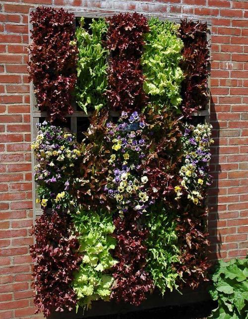 Вертикальное озеленение — 135 фото красивых идей и видео описание, как правильно сделать вертикальное озеленение