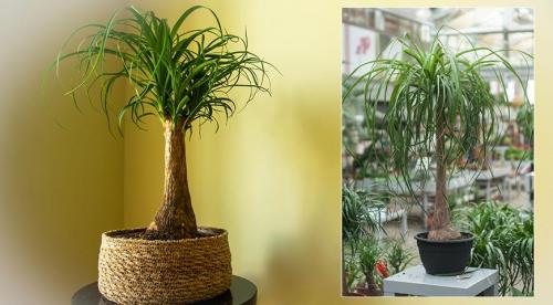 Большие комнатные растения для дома или квартиры. Не всякий может себе позволить: большие комнатные растения 22 Большие комнатные растения для дома или квартиры. Не всякий может себе позволить: большие комнатные растения 22