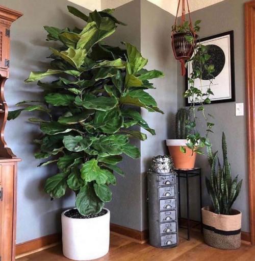 Большие комнатные растения, которые любят тень. Теневыносливые и тенелюбивые комнатные растения: 25 видов с описанием и фото