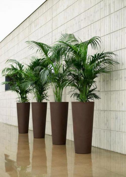 Большие комнатные растения для дома или квартиры. Не всякий может себе позволить: большие комнатные растения 02 Большие комнатные растения для дома или квартиры. Не всякий может себе позволить: большие комнатные растения 02