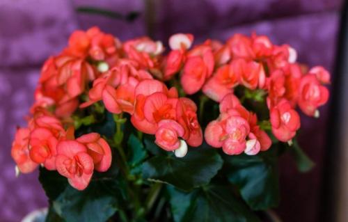 Большие комнатные растения, которые любят тень. Теневыносливые и тенелюбивые комнатные растения: 25 видов с описанием и фото