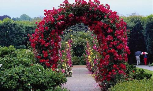 Вертикальное озеленение в саду своими руками. Конструкции для вертикального озеленения