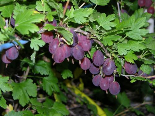 Кусты для ландшафтного дизайна. Кустарники для дачи — 75 фото выращивания своими руками популярных декоративных видов