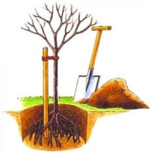 Подвязка деревьев при посадке. Как подвязывать деревья правильно