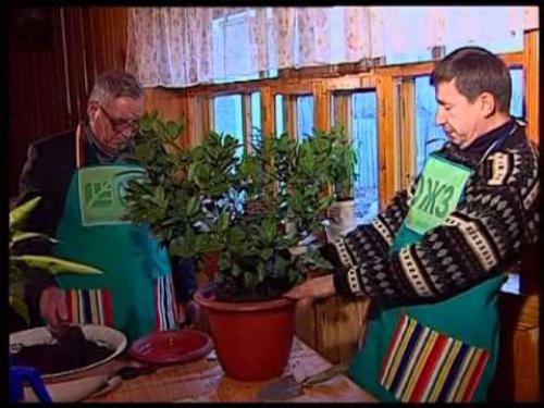 Посадка декоративных растений. Посев и посадка садовых цветочных растений