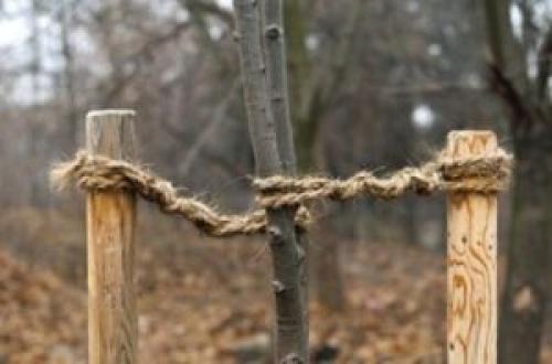 Подвязка деревьев при посадке. Как подвязывать деревья правильно