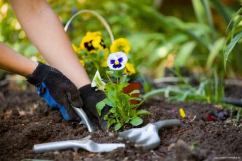 Посадка декоративных растений. Посев и посадка садовых цветочных растений
