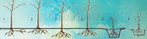 Правила посадки деревьев. Ошибки при посадке деревьев