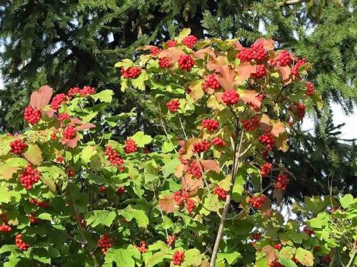 Кусты для ландшафтного дизайна. Кустарники для дачи — 75 фото выращивания своими руками популярных декоративных видов