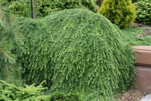 Растения в ландшафтном дизайне. Декоративные растения — лучшие и самые популярные растения для сада (115 фото)