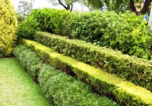 Материалы и декоративные растения применяемые в ландшафтном дизайне. Как можно высаживать деревья и кустарники