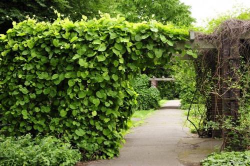 Лианы для сада многолетние. Лианы для дачи и сада: виды, названия, инструкция по выращиванию неприхотливых вьющихся растений