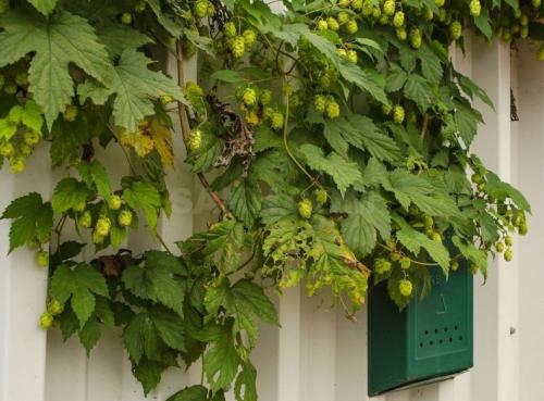 Лианы для сада многолетние. Лианы для дачи и сада: виды, названия, инструкция по выращиванию неприхотливых вьющихся растений