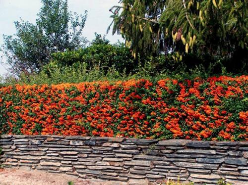 Морозостойкие лианы для сада. Выбираем лиану для сада