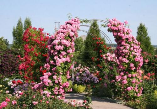 Цветы которые плетутся по сетке. Общие рекомендации желающим украсить забор, строения, участок.