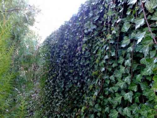 Лианы для сада многолетние. Лианы для дачи и сада: виды, названия, инструкция по выращиванию неприхотливых вьющихся растений