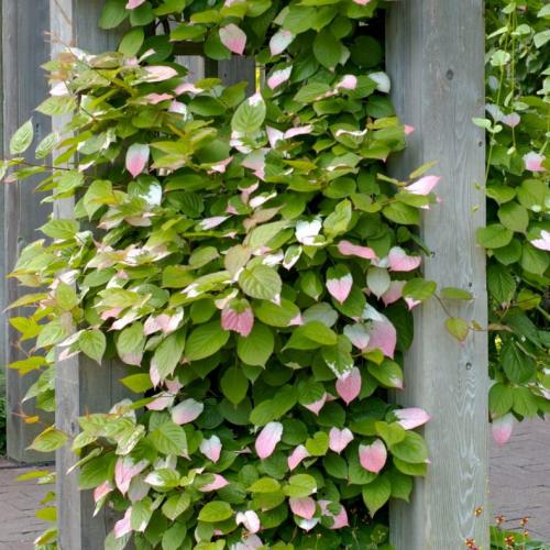 Лианы для сада многолетние. Лианы для дачи и сада: виды, названия, инструкция по выращиванию неприхотливых вьющихся растений