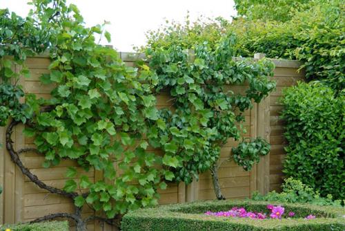 Морозостойкие лианы для сада. Выбираем лиану для сада