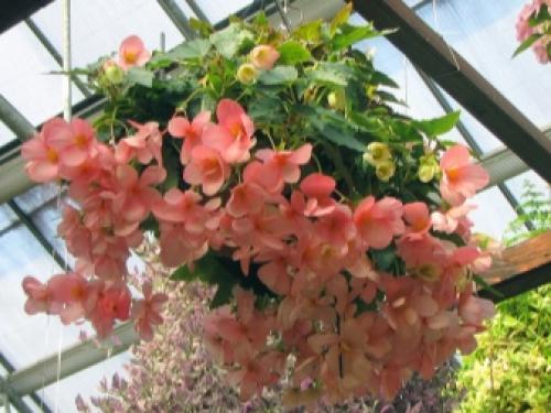 10 лучших быстрорастущих вьющихся цветов для забора. Многолетние 13