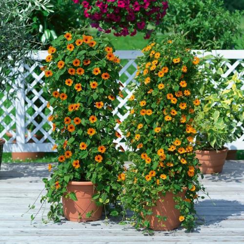 Лианы для сада многолетние. Лианы для дачи и сада: виды, названия, инструкция по выращиванию неприхотливых вьющихся растений