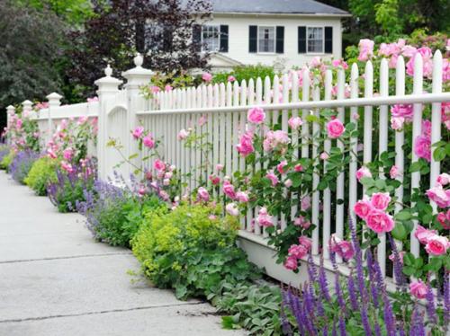 Морозостойкие лианы для сада. Выбираем лиану для сада