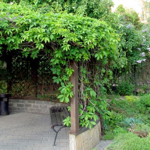 Лианы для сада многолетние. Лианы для дачи и сада: виды, названия, инструкция по выращиванию неприхотливых вьющихся растений