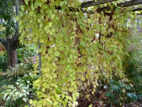 Лианы для сада многолетние. Лианы для дачи и сада: виды, названия, инструкция по выращиванию неприхотливых вьющихся растений