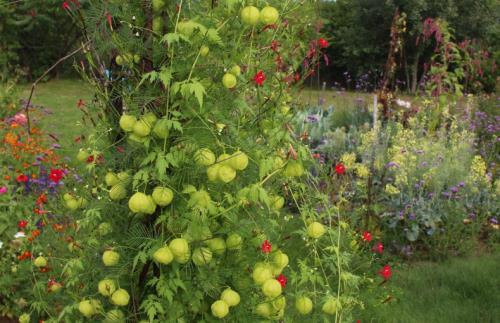 Лианы для сада многолетние. Лианы для дачи и сада: виды, названия, инструкция по выращиванию неприхотливых вьющихся растений