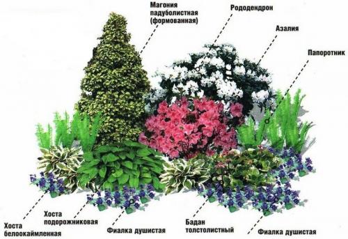 Схемы Красивых клумб непрерывного цветения из многолетников. Клумбы из многолетников и декоративных цветов: готовые схемы по оформлению и ландшафтному дизайну для начинающих, 200 фото 05 Схемы Красивых клумб непрерывного цветения из многолетников. Клумбы из многолетников и декоративных цветов: готовые схемы по оформлению и ландшафтному дизайну для начинающих, 200 фото 05