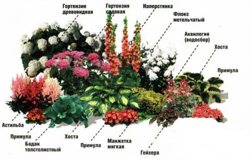 Схемы Красивых клумб непрерывного цветения из многолетников. Клумбы из многолетников и декоративных цветов: готовые схемы по оформлению и ландшафтному дизайну для начинающих, 200 фото 04 Схемы Красивых клумб непрерывного цветения из многолетников. Клумбы из многолетников и декоративных цветов: готовые схемы по оформлению и ландшафтному дизайну для начинающих, 200 фото 04