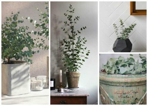 Комнатные растения в современном интерьере. Комнатные растения в интерьере — правила выбора растений и использование их в дизайне помещений (102 фото)