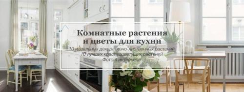 Какие цветы можно повесить на стену. Комнатные цветы и растения для кухни — выбираем неприхотливые, полезные и красивые