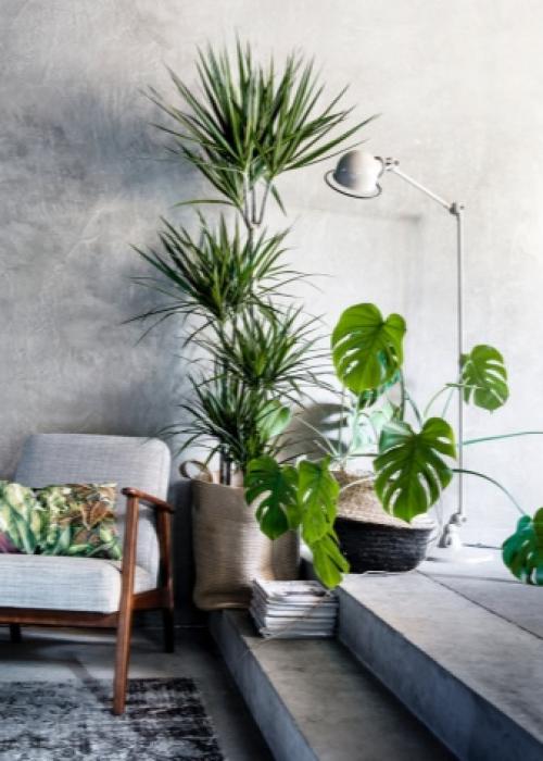 Как использовать растения в интерьере. Как правильно использовать растения в интерьере 28 Как использовать растения в интерьере. Как правильно использовать растения в интерьере 28