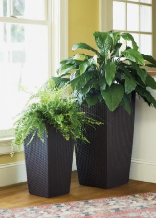 Как использовать растения в интерьере. Как правильно использовать растения в интерьере 27 Как использовать растения в интерьере. Как правильно использовать растения в интерьере 27