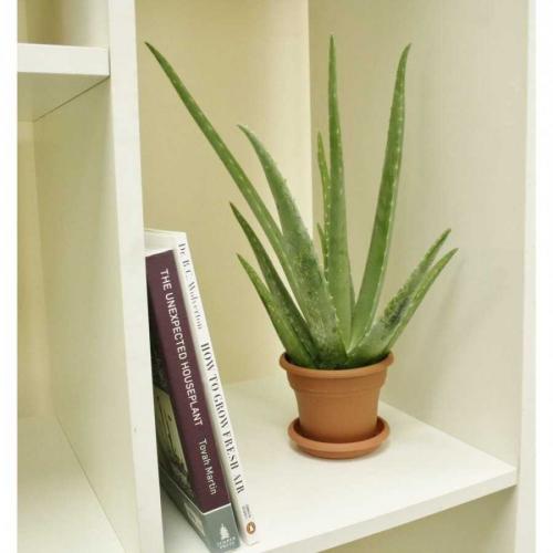 Комнатные растения в современном интерьере. Комнатные растения в интерьере — правила выбора растений и использование их в дизайне помещений (102 фото)