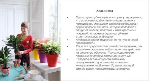 Какие цветы можно повесить на стену. Комнатные цветы и растения для кухни — выбираем неприхотливые, полезные и красивые