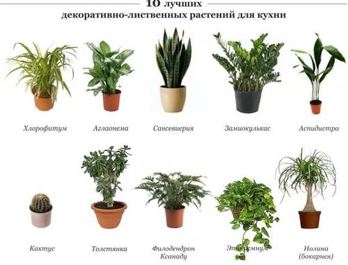 Какие цветы можно повесить на стену. Комнатные цветы и растения для кухни — выбираем неприхотливые, полезные и красивые