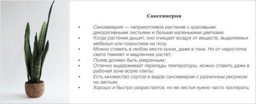 Какие цветы можно повесить на стену. Комнатные цветы и растения для кухни — выбираем неприхотливые, полезные и красивые