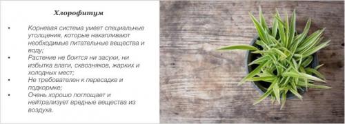 Какие цветы можно повесить на стену. Комнатные цветы и растения для кухни — выбираем неприхотливые, полезные и красивые