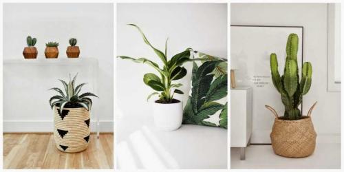 Комнатные растения в современном интерьере. Комнатные растения в интерьере — правила выбора растений и использование их в дизайне помещений (102 фото)