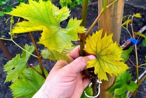 Светло-зеленые листья у растений появляются при недостатке. Хлороз растений –, что это такое и как проявляется