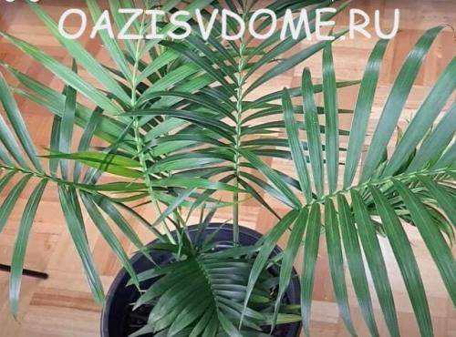 Бледные листья у пальмы.